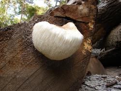 Hericium erinaceus