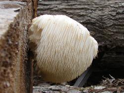 Hericium erinaceus