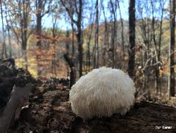 Hericium erinaceus