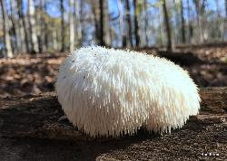 Hericium erinaceus