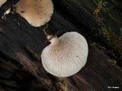 Hohenbuehelia angustata