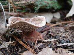 Hydnellum spongiosipes