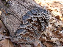 Hymenochaete rubiginosa