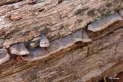 Hymenochaete rubiginosa