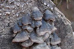 Hymenochaete rubiginosa