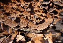 Hymenochaete rubiginosa