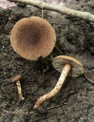 Mallocybe unicolor