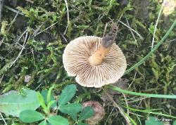 Mallocybe unicolor