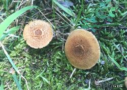 Mallocybe unicolor