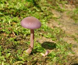 Laccaria amethystina