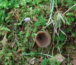 Laccaria amethystina with cup fungus