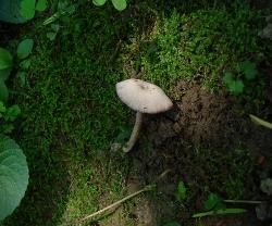 Laccaria amethystina
