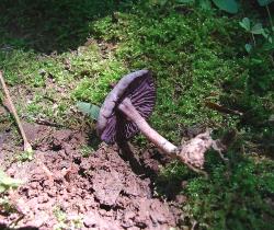 Laccaria amethystina