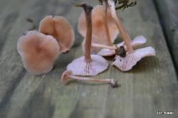 Laccaria longipes