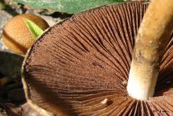 Lacrymaria lacrymabunda