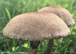 Lacrymaria lacrymabunda