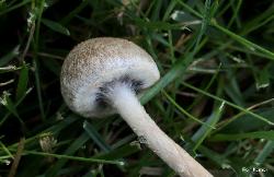 Lacrymaria lacrymabunda