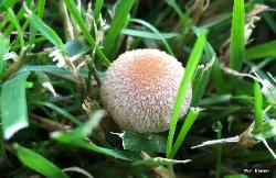 Lacrymaria lacrymabunda