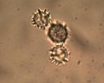 Lactarius lignyotus spores