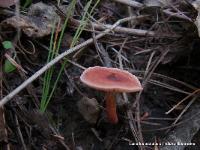 Lactarius oculatus