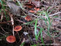 Lactarius oculatus
