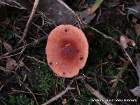 Lactarius oculatus