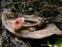 Lactarius oculatus