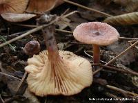 Lactarius oculatus