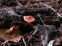 Lactarius oculatus