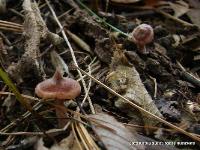 Lactarius oculatus