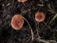 Lactarius oculatus