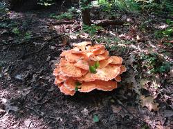 Laetiporus cincinnatus