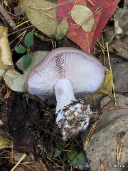 Lepista nuda