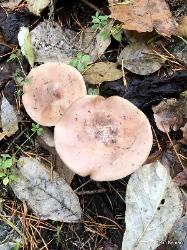 Lepista nuda