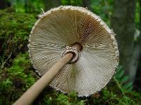Macrolepiota procera