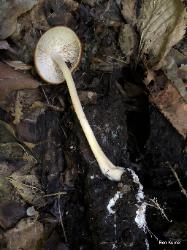 Marasmiellus luxurians