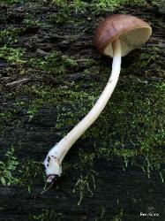 Marasmiellus luxurians