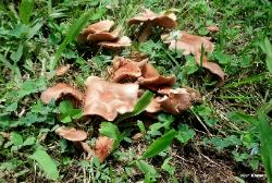 Marasmiellus luxurians