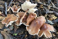 Marasmiellus luxurians