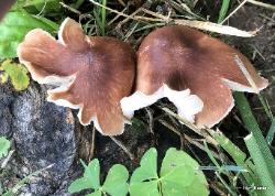 Marasmiellus luxurians