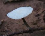 Marasmiellus candidus