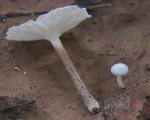 Marasmiellus candidus