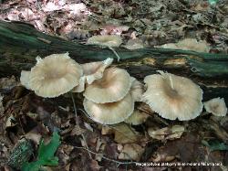 Megacollybia rodmani