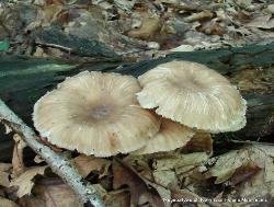 Megacollybia rodmani