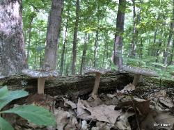 Megacollybia rodmani