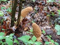 Morchella esculentoides