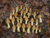 Morchella esculentoides