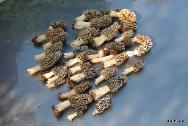 morel mushrooms under juniper