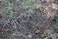 morel mushrooms under juniper