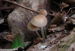 Mycena galericulata